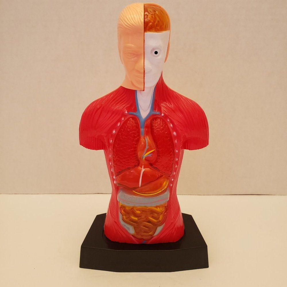 Medical Training Aid Torso Decor